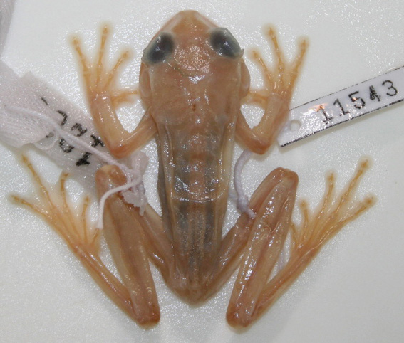 Hyla izecksohni Jim & Caramaschi, 1979 Museu da Diversidade Biológica